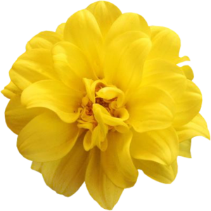 yellow flower